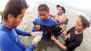 Delfín queda varado en playas de Sayulita; lugareños lo rescatan