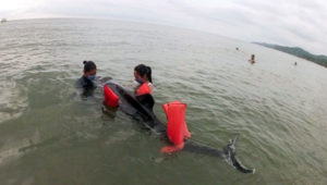 Delfín queda varado en playas de Sayulita; lugareños lo rescatan
