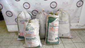 Aseguran 59 kilos de marihuana en Ixtlán del Rio, Nayarit 1 Aseguran 59 kilos de marihuana en Ixtlán del Rio, Nayarit