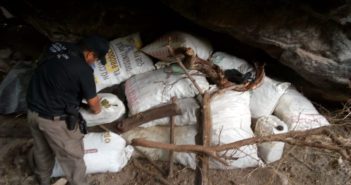 Aseguran 138 kilos de marihuana en el municipio nayarita