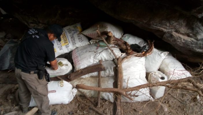 Aseguran 138 kilos de marihuana en el municipio nayarita