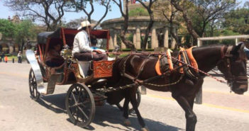 Guadalajara decide combatir la designación de calandrias como patrimonio cultural