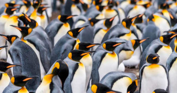 Pingüino Rey ha perdido el 88% de su población y nadie sabe por qué