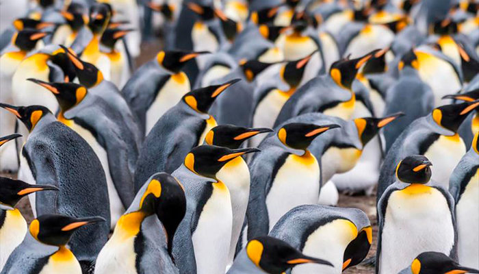 Pingüino Rey ha perdido el 88% de su población y nadie sabe por qué