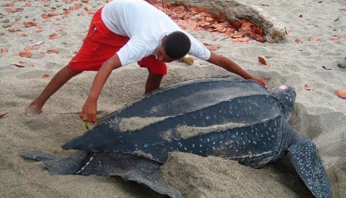 Alrededor de 300 tortugas marinas mueren por red de pesca en Oaxaca
