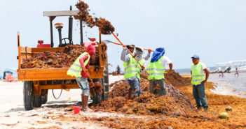 Nueva ola de sargazo viene en camino; Secretaría del Medio Ambiente