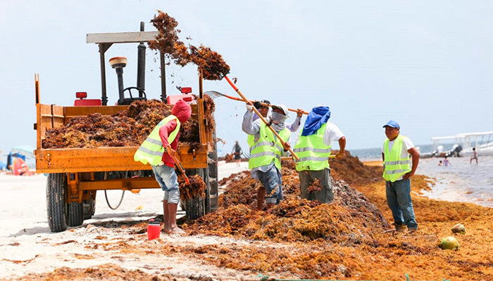 Nueva ola de sargazo viene en camino; Secretaría del Medio Ambiente