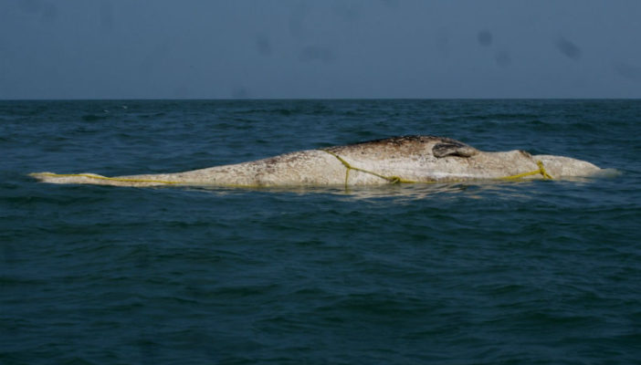 Rescatan ballena varada en el Caribe Mexicano