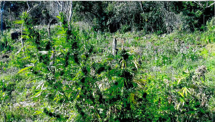 Destruyen más de 47 mil plantas de marihuana en Jalisco