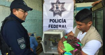 Asegura Policía Federal cría de mono aullador y 2 tucanes en Tlaquepaque