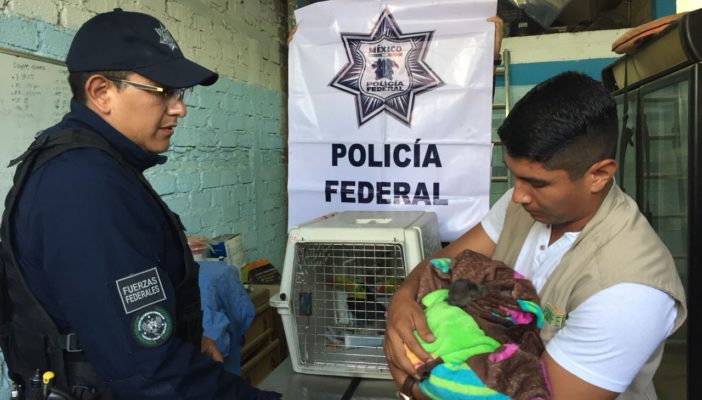 Asegura Policía Federal cría de mono aullador y 2 tucanes en Tlaquepaque