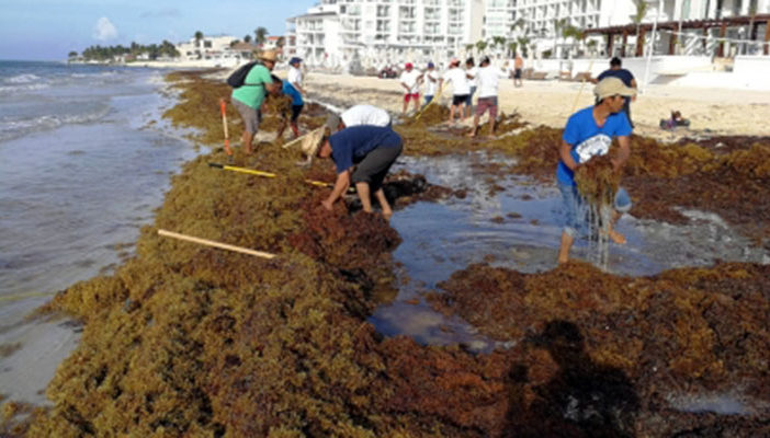 Integran comité científico de la UNAM para combatir sargazo; participa la Semarnat