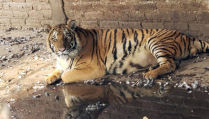 Tras cateo en Nayarit, aseguran tres ejemplares de tigre hindú