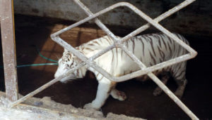 Tras cateo en Nayarit, aseguran tres ejemplares de tigre hindú