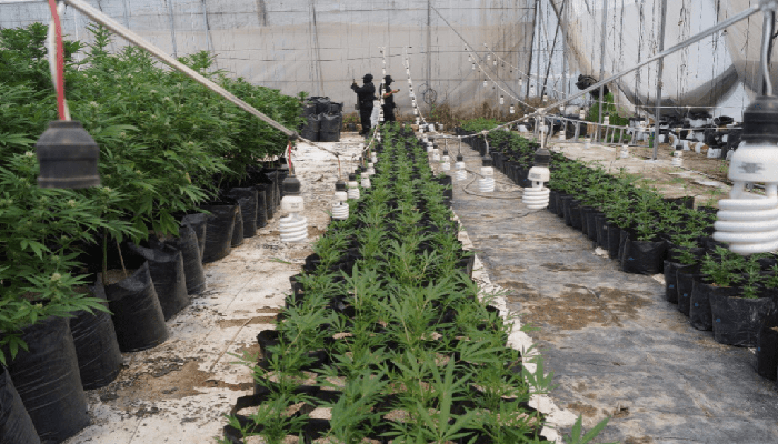 Autoridades aseguran invernadero de marihuana en el Estado de México