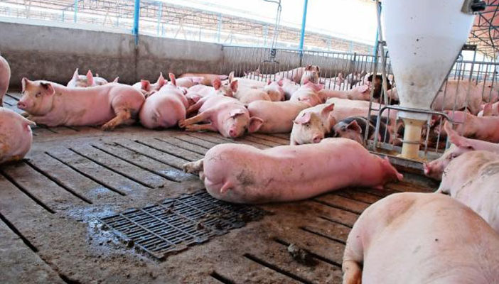 Recomiendan medidas higiénicas para evitar cisticercosis 