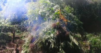 Destruyen más de 49 mil plantas de marihuana en Jalisco