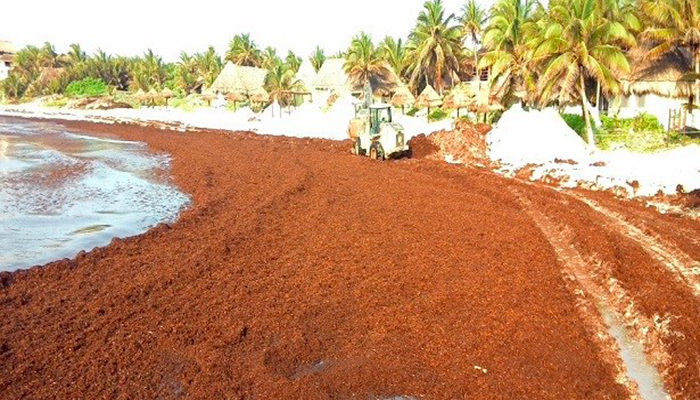 Quintana Roo esta en espera de equipos para instalar barrera contra sargazo