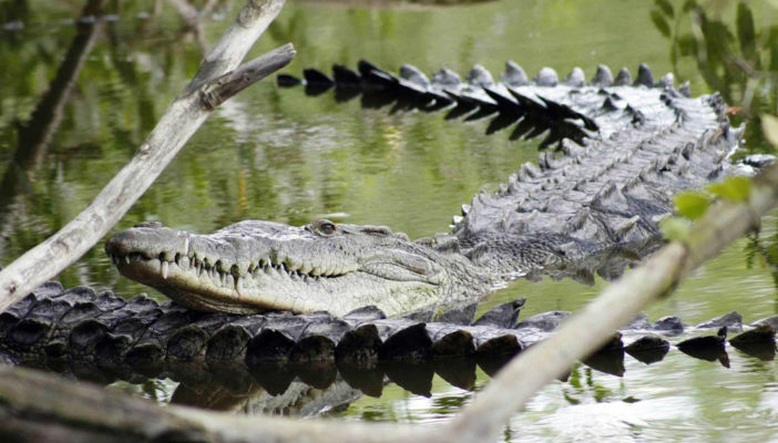 Crecimiento urbano afectan a población de cocodrilos en Vallarta y Bahía