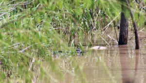 Rescatan cadáver de hombre atacado por cocodrilo en el río Ameca