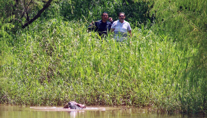 Rescatan cadáver de hombre atacado por cocodrilo en el río Ameca