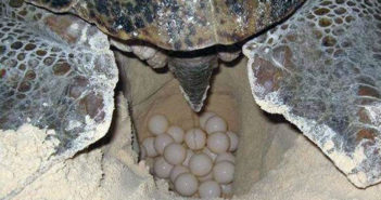 Atrapan en Vallarta a sujeto con más de 500 huevos de tortuga marina