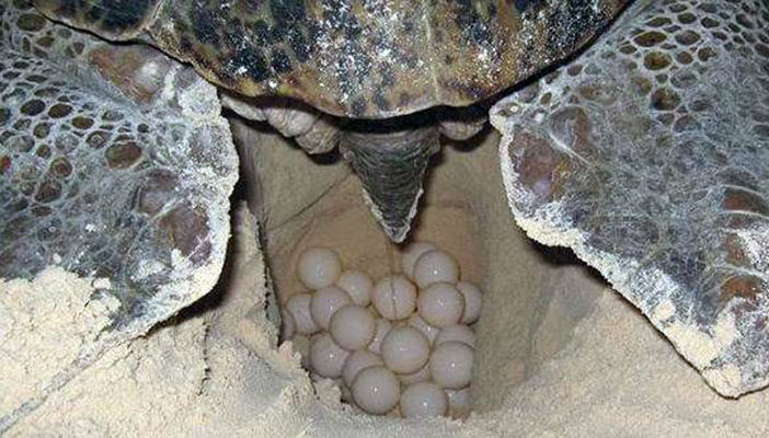 Atrapan en Vallarta a sujeto con más de 500 huevos de tortuga marina