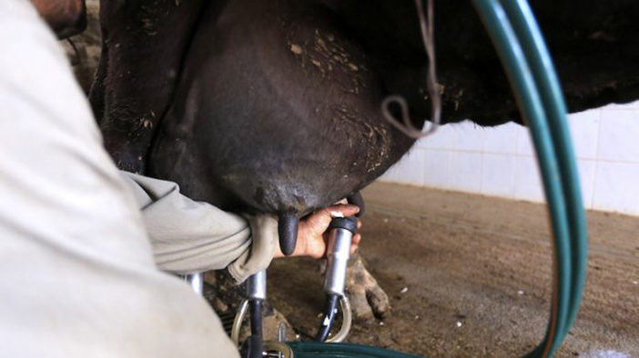 En Jalisco se crea alianza agroalimentaria para productores de leche