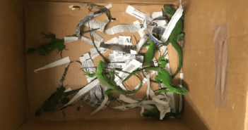 La Profepa asegura 18 iguanas verdes en el estado de Jalisco