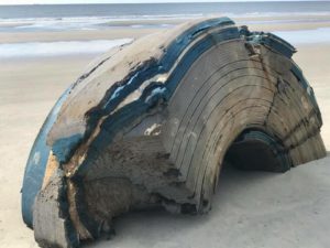 Pobladores encuentran supuesto objeto extraterrestre en Carolina del Sur