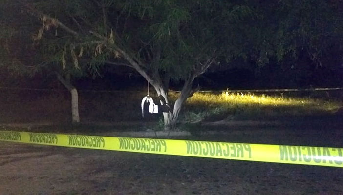 Investiga Profepa muerte de cocodrilo hallado colgado en Vallarta