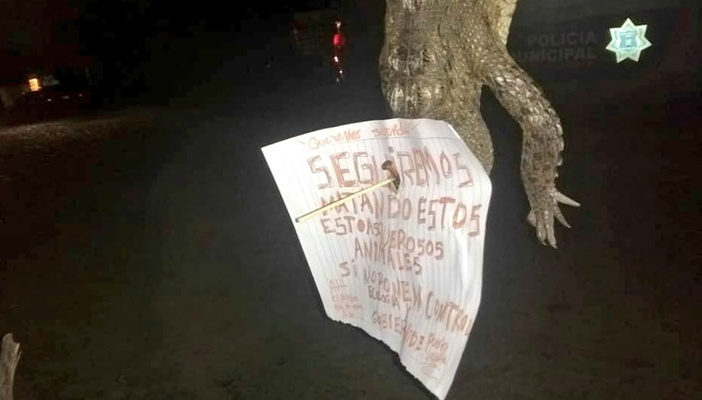Inicia PGR carpeta de investigación por muerte de cocodrilo en Vallarta