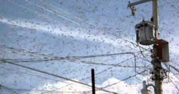 Plaga de insectos invade Zona Metropolitana de Guadalajara