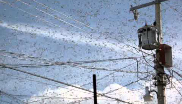 Plaga de insectos invade Zona Metropolitana de Guadalajara