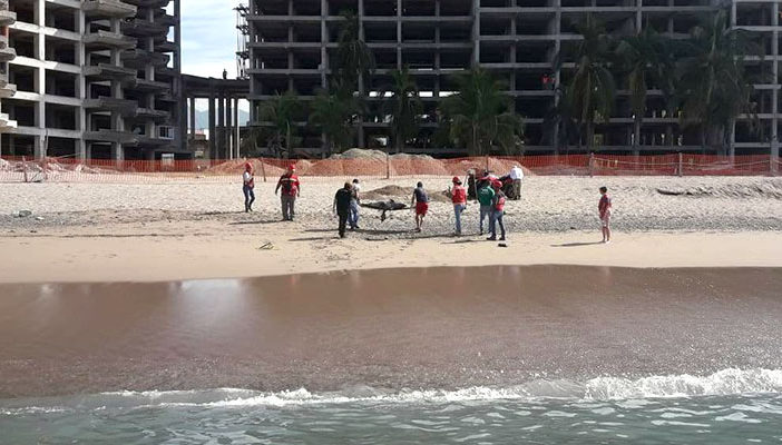 Muere delfín cuello de botella varado en playa de Puerto Vallarta