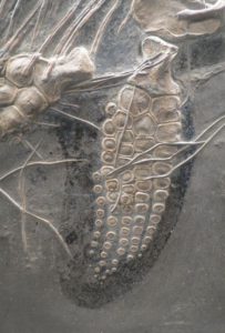 Encuentran fósil de reptil marino de hace 180 millones de años