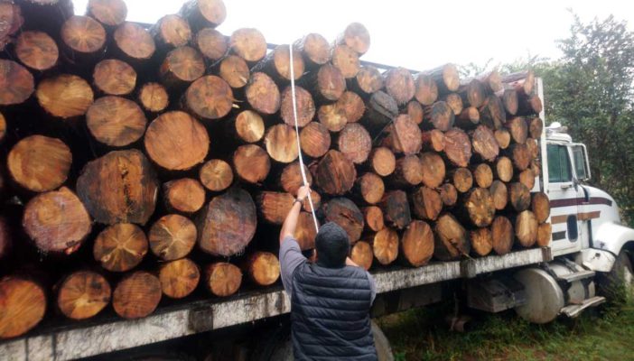 Asegura Profepa vehículo con 134 piezas de madera en Talpa de Allende