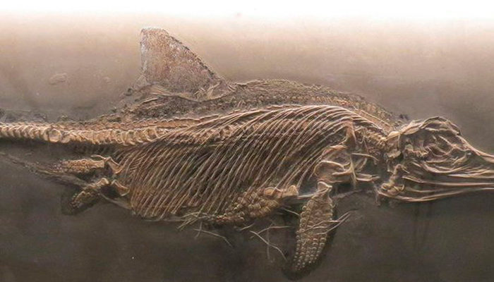 Encuentran fósil de reptil marino de hace 180 millones de años