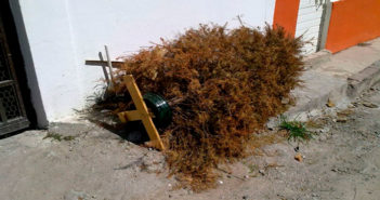 Descubre dónde estan los centros de acopio para árboles navideños