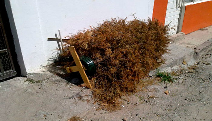 Descubre dónde estan los centros de acopio para árboles navideños