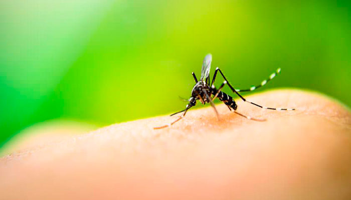 Casos de dengue se quintuplicaron durante el año 2018