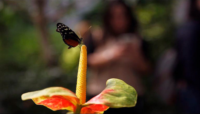 La presencia de mariposas monarca aumenta en los bosques mexicanos