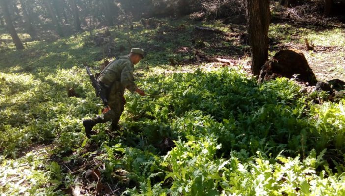 Destruyen más de 120 mil plantas de amapola en Mascota