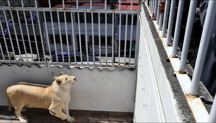 Aseguran tres leones africanos en la Ciudad de México