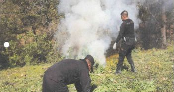 Queman más de 150 mil plantas de marihuana, otra vez en Talpa