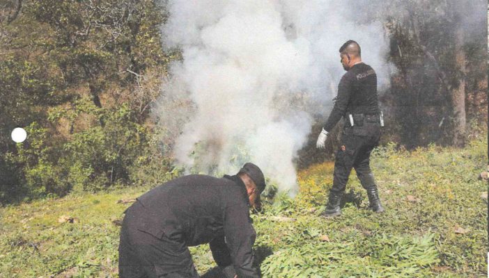 Queman más de 150 mil plantas de marihuana, otra vez en Talpa
