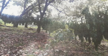 Encuentran secaderos de marihuana en Talpa de Allende