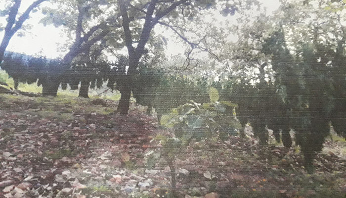 Encuentran secaderos de marihuana en Talpa de Allende