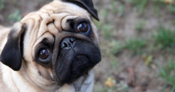 Por deudas, decomisan pug de una familia y lo subastan en internet