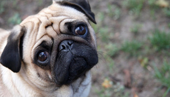 Por deudas, decomisan pug de una familia y lo subastan en internet